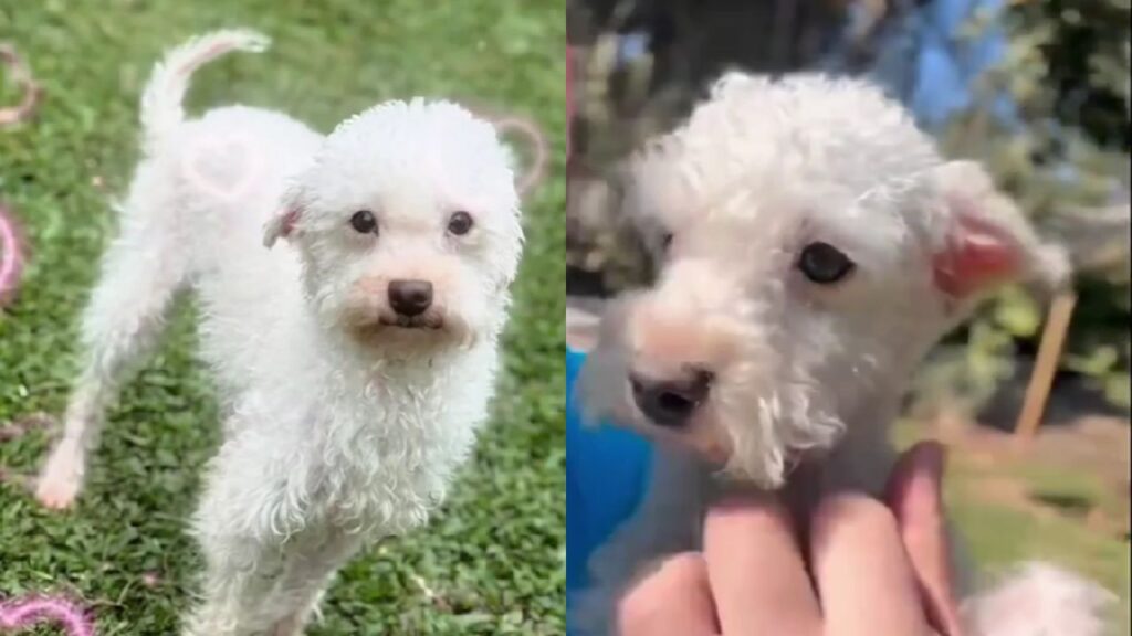 Adoção de cão adulto transforma a vida de tutora após conexão irresistível por foto