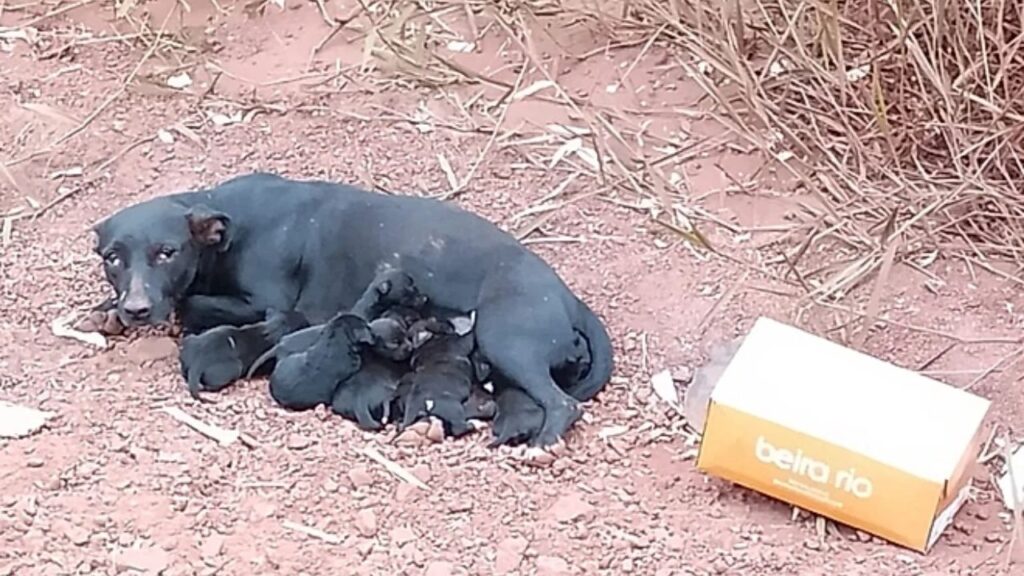 Cachorrinha abandonada com sete filhotes recusa contato humano após trauma do desamparo