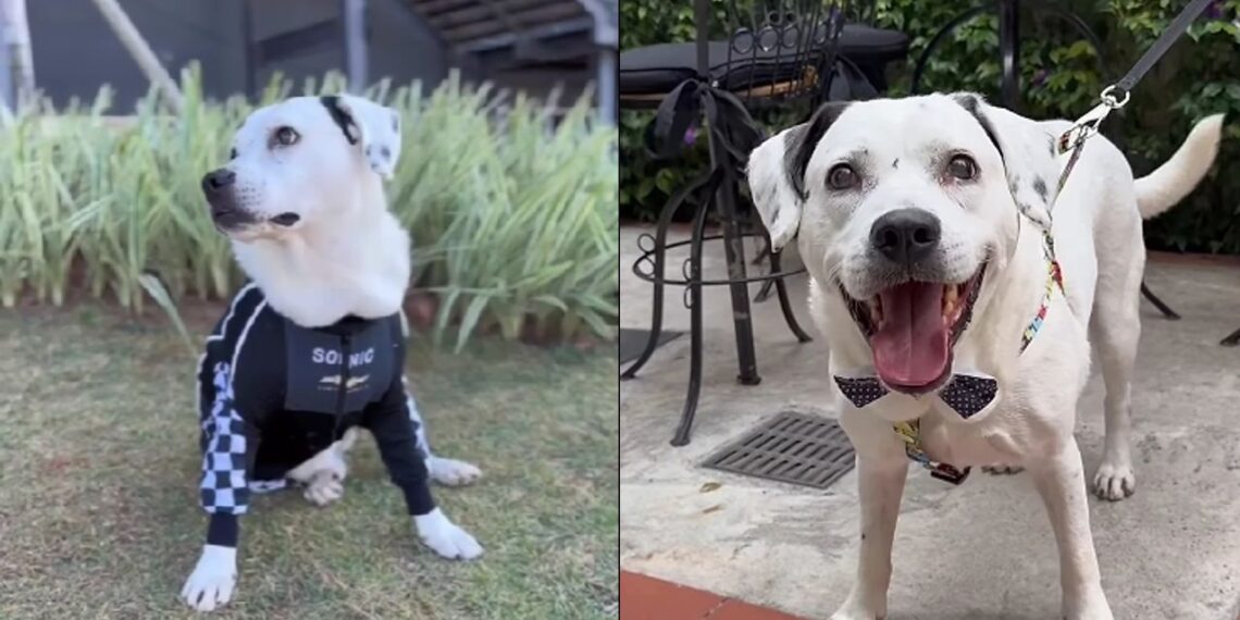 Cachorro idoso com necessidades especiais supera rejeição e se torna símbolo de adoção responsável