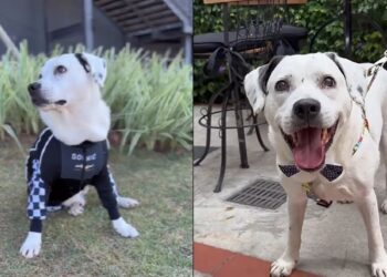 Cachorro idoso com necessidades especiais supera rejeição e se torna símbolo de adoção responsável