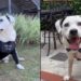 Cachorro idoso com necessidades especiais supera rejeição e se torna símbolo de adoção responsável