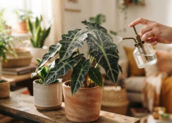 Adeus, bordas amareladas: nova rotina de cultivo em ambientes internos salva suas alocasias-polly, evita o encharcamento e garante folhas firmes, segundo jardineiros