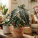 Adeus, bordas amareladas: nova rotina de cultivo em ambientes internos salva suas alocasias-polly, evita o encharcamento e garante folhas firmes, segundo jardineiros