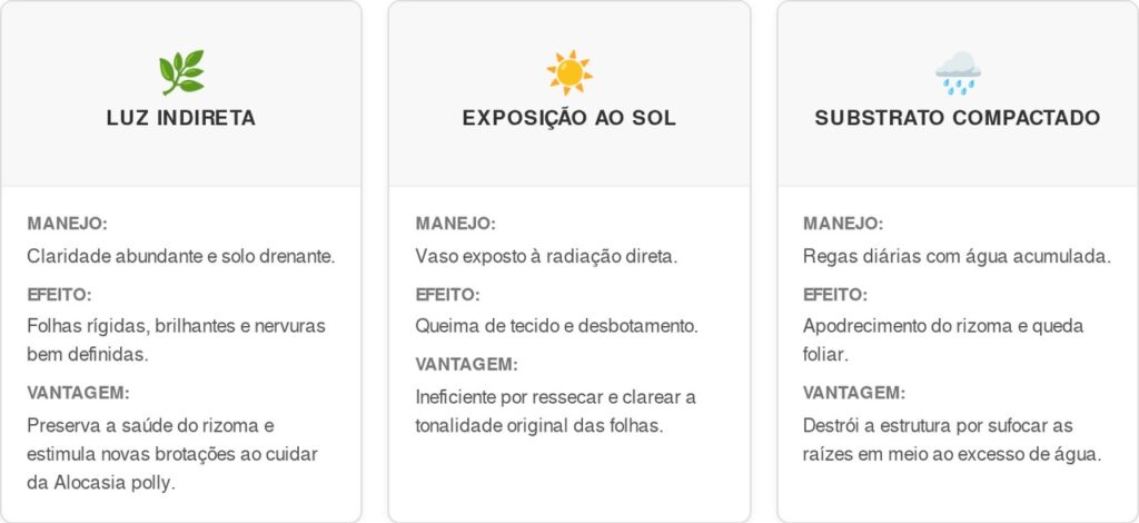 Alocasia-polly-cart-1-1024x470 Adeus, bordas amareladas: nova rotina de cultivo em ambientes internos salva suas alocasias-polly, evita o encharcamento e garante folhas firmes, segundo jardineiros