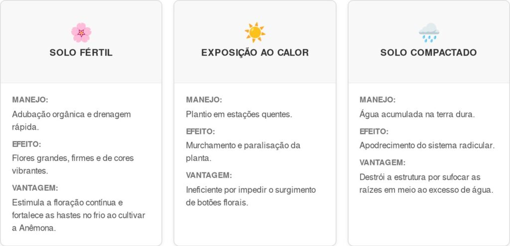 Anemona-cart-1024x495 Como cortar as flores passadas e otimizar a adubação sem prejudicar a floração no inverno, segundo paisagistas