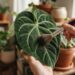 Se você tem um antúrio-veludo sofrendo com o excesso de água, você tem uma planta exótica sofrendo com a podridão radicular: por que e para que ajustar a rega