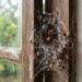 Como blindar sua residência contra aranhas-armadeiras sem precisar de venenos perigosos? O guia prático de organização e limpeza do seu jardim