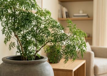 A planta asiática mais procurada para cultivar na sombra: como cuidar e fazer esta dupla crescer forte