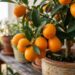 5 árvores cítricas cujas raízes não danificam a impermeabilização, perfeitas para vasos grandes no terraço