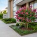 4 árvores de porte anão cujas raízes não danificam a passagem de pedestres, perfeitas para jardins de fachada