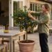 7 árvores frutíferas exóticas cujas raízes não danificam os deques de madeira, perfeitas para pátios pavimentados