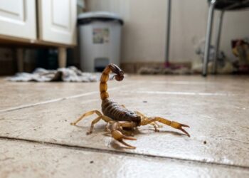 As três plantas que afastam escorpiões de sua casa