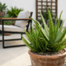 A planta suculenta mais curativa para cultivar no jardim de pedras: como cuidar e fazer esta folhagem dar dezenas de mudas