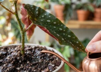 Adeus, manchas castanhes: nova rotina de cultivo em ambientes internos salva suas begônias-maculatas, evita a umidade nas folhas e garante hastes firmes, segundo jardineiros