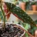 Adeus, manchas castanhes: nova rotina de cultivo em ambientes internos salva suas begônias-maculatas, evita a umidade nas folhas e garante hastes firmes, segundo jardineiros