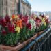 Quer um jardim florido no inverno? Veja como a Boca-de-leão usa o frio para criar hastes verticais e vibrantes