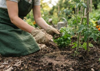 Borra de café no vaso: solução milagrosa ou perigo invisível para o seu jardim? Aprenda como compostar o resíduo corretamente antes de usar
