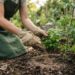 Borra de café no vaso: solução milagrosa ou perigo invisível para o seu jardim? Aprenda como compostar o resíduo corretamente antes de usar
