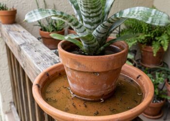 Como salvar a bromélia do acúmulo de água e o que ela precisa para eliminar focos de pragas?