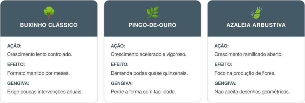Buxinho-card-1024x348 A planta escultural mais clássica para cultivar no jardim de frente: como cuidar e fazer este arbusto manter o formato