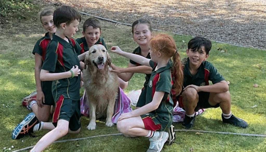 Conheça a história de Willow, a golden retriever que virou a cadela de terapia da escola