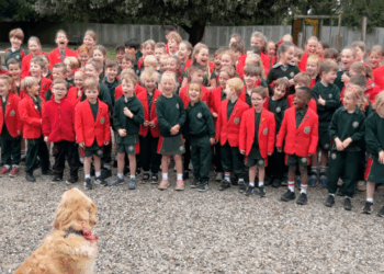Conheça a história de Willow, a golden retriever que virou a cadela de terapia da escola