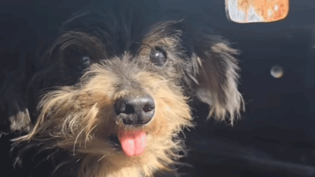 “Meu coração não me deixou seguir”: Caminhoneira resgata cão abandonado na rodovia