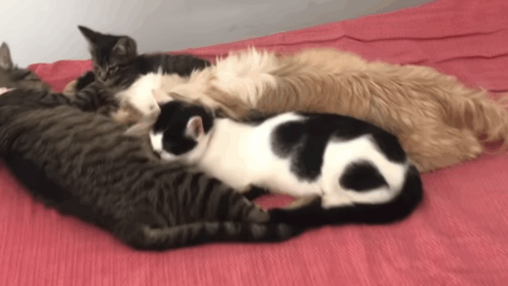 "Elas miam?": Shih Tzus vivem com 30 gatos e adotam comportamento felino irresistível