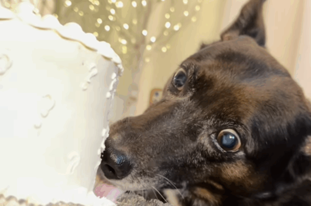 Chá revelação inusitado: Cão lambe chantilly por 13 minutos e trava revelação do sexo do bebê