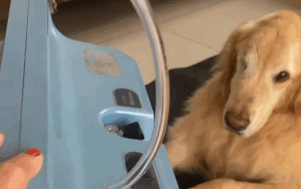 “Vamos viajar?”: Família surpreende cão com diagnóstico difícil e emociona a internet