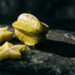 Frutinha amarela no quintal: o veneno natural que parece carambola mas paralisa o sistema nervoso em menos de duas horas.