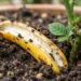 Enterrar uma casca de banana no pé da roseira uma vez por mês: para que serve e quais são os seus benefícios?