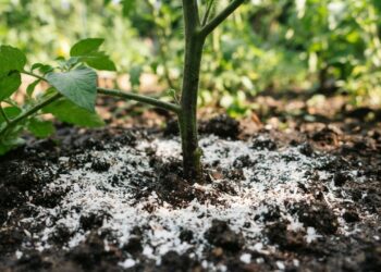 Nem adubo caro, nem fertilizante químico: a melhor maneira de fazer a jabuticabeira dar frutos o ano todo usando casca de ovo, segundo cultivadores