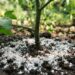 Nem adubo caro, nem fertilizante químico: a melhor maneira de fazer a jabuticabeira dar frutos o ano todo usando casca de ovo, segundo cultivadores
