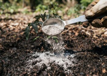 Como fazer a pimenta-malagueta carregar de frutos vermelhos usando cinzas de madeira na terra, segundo agricultores