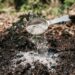 Como fazer a pimenta-malagueta carregar de frutos vermelhos usando cinzas de madeira na terra, segundo agricultores