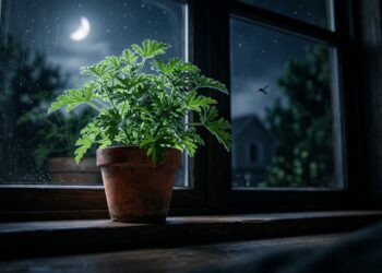 Citronela na janela do quarto: a planta que afasta mosquitos, perfuma o ambiente e protege contra a dengue