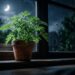 Citronela na janela do quarto: a planta que afasta mosquitos, perfuma o ambiente e protege contra a dengue