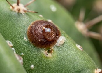 Seu cacto amanheceu com manchas pretas e a culpa não é do excesso de água