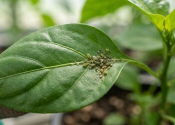 Dica infalível para a jardinagem: o método prático para isolar e eliminar cochonilhas e pulgões de vez