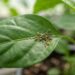 Dica infalível para a jardinagem: o método prático para isolar e eliminar cochonilhas e pulgões de vez