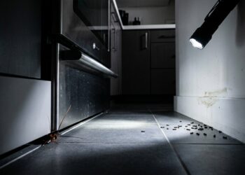 O cheiro estranho no armário e o farelo no chão que podem estar arruinando sua casa sem você perceber
