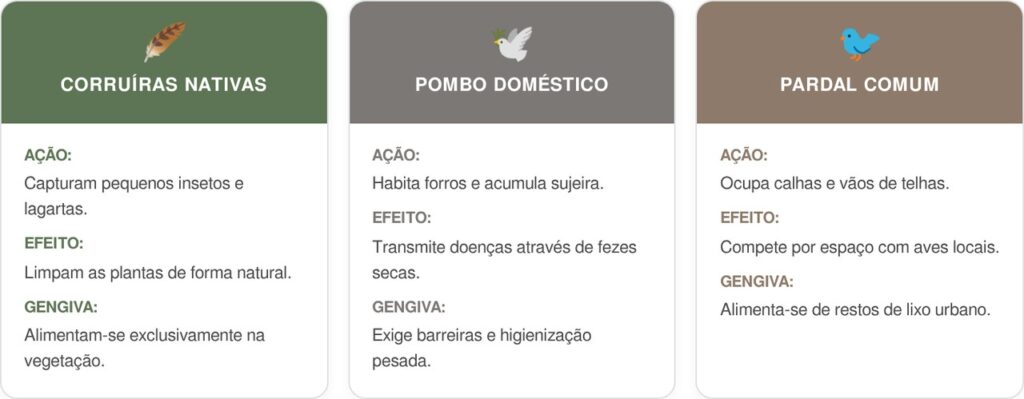 Corruiras-cart-1024x399 Se você ouvir este canto animado pulando entre os vasos de dia, nós lhe contamos o que isso significa e por que é um bom sinal