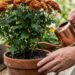 A importância de posicionar a planta em locais com luz solar matutina para garantir o desenvolvimento saudável do seu Crisântemo