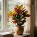 A planta colorida mais outonal para cultivar na meia-sombra: como cuidar e fazer esta espécie não perder as folhas