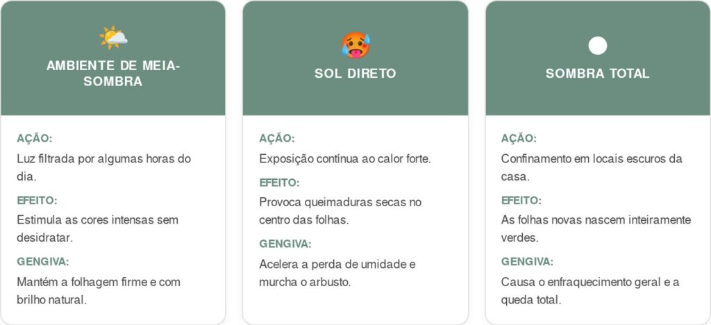 Croton-cart-1024x468 A planta colorida mais outonal para cultivar na meia-sombra: como cuidar e fazer esta espécie não perder as folhas