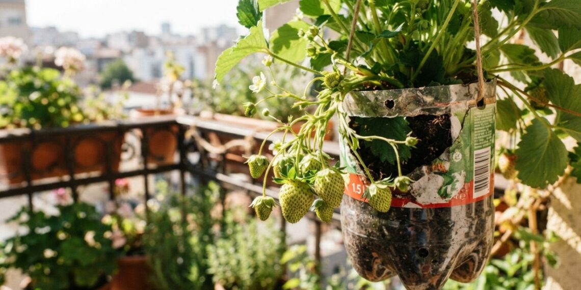 Como cultivar morango em garrafa PET e ter colheita doce na janela do apartamento sem gastar nada, segundo jardineiros