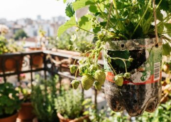 Como cultivar morango em garrafa PET e ter colheita doce na janela do apartamento sem gastar nada, segundo jardineiros