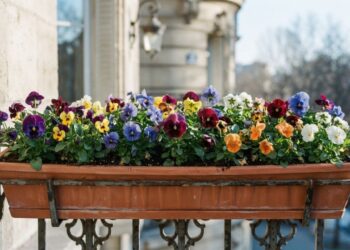 Como montar uma jardineira linda e cultivar o Amor-perfeito garantindo florações por muito mais tempo