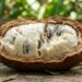 A fruta rústica que tem cor marrom escura e sabor de chocolate com maracujá e que poucos brasileiros conhecem